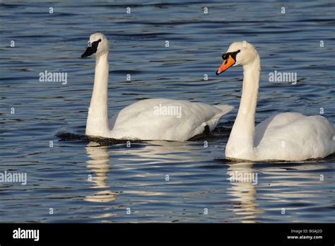 mute swan vs trumpeter swan